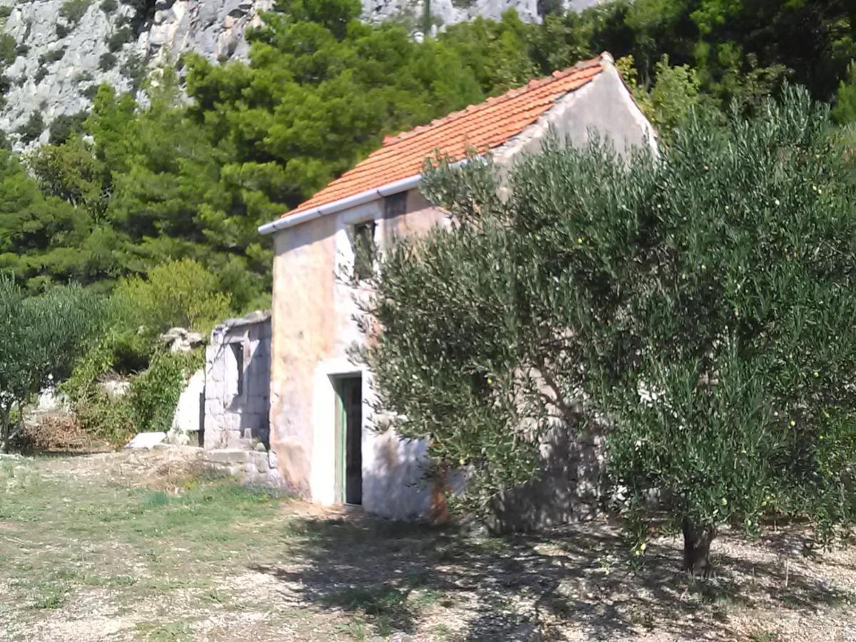 Zorana Mimice